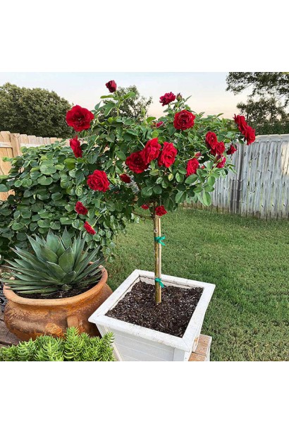 Троянда Торнадо на штамбі - використання в ландшафтному дизайні